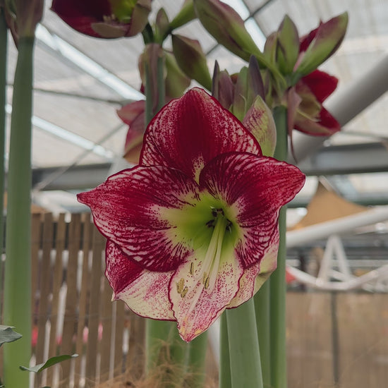 Amaryllis Flamingo Queen