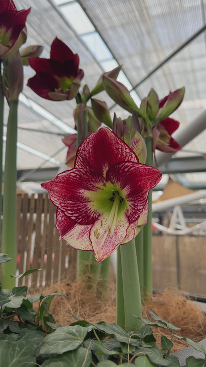 Amaryllis Flamingo Queen