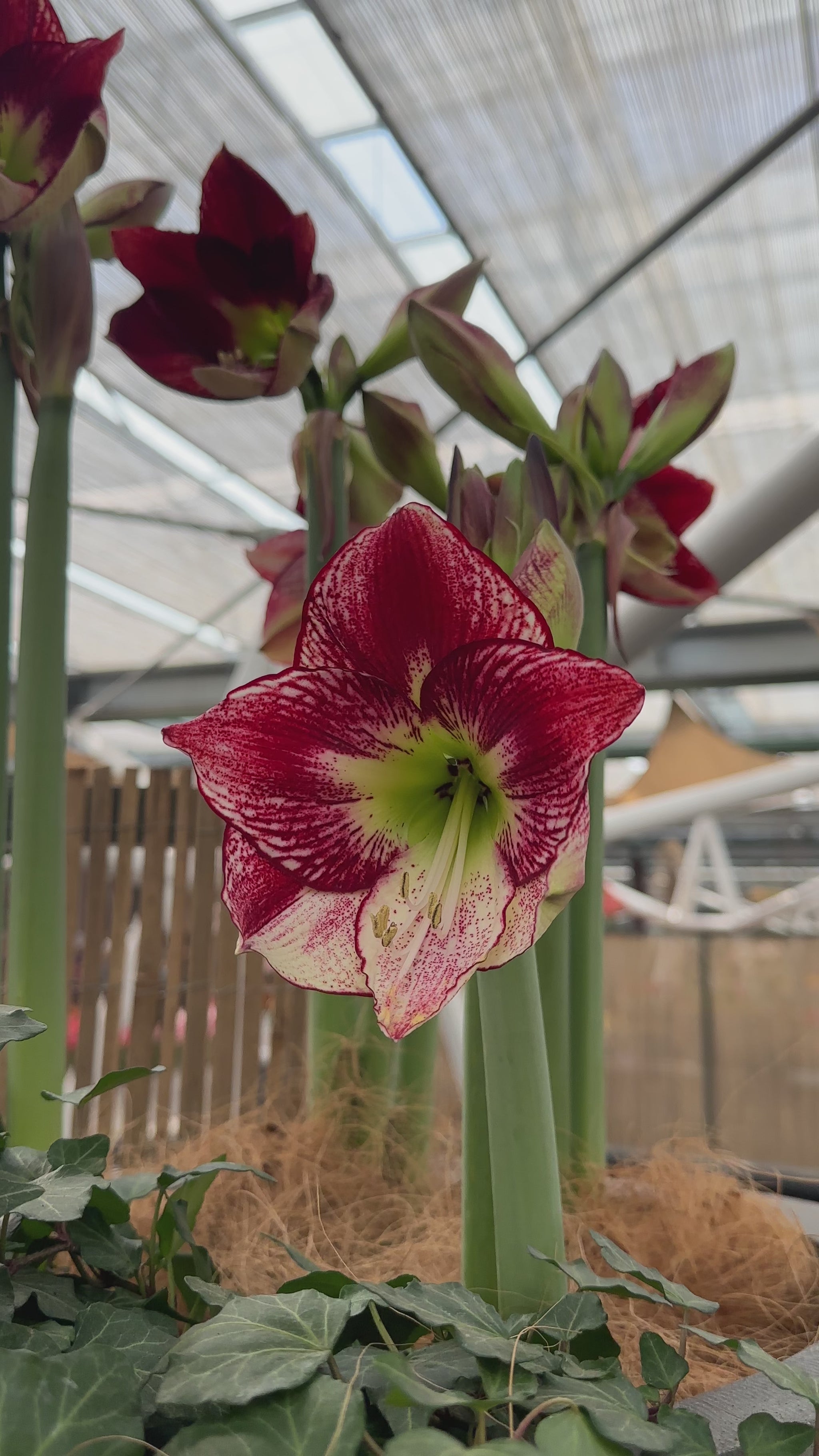 Amaryllis Flamingo Queen