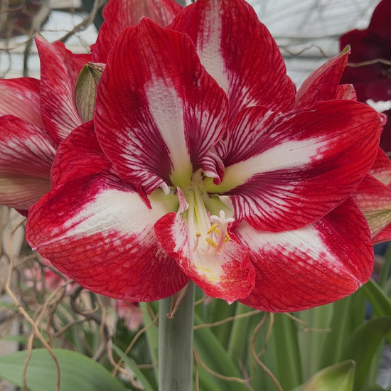 Amaryllis Premiere
