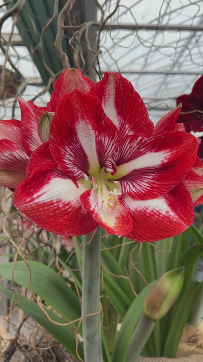 Amaryllis Premiere
