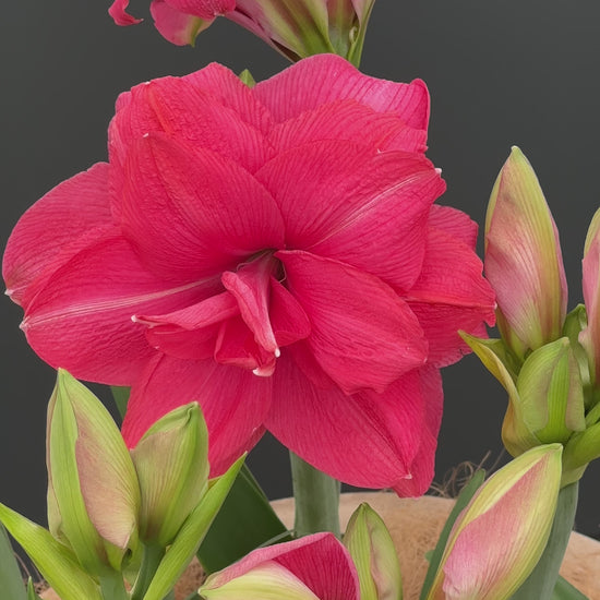 Amaryllis Candy Nymph