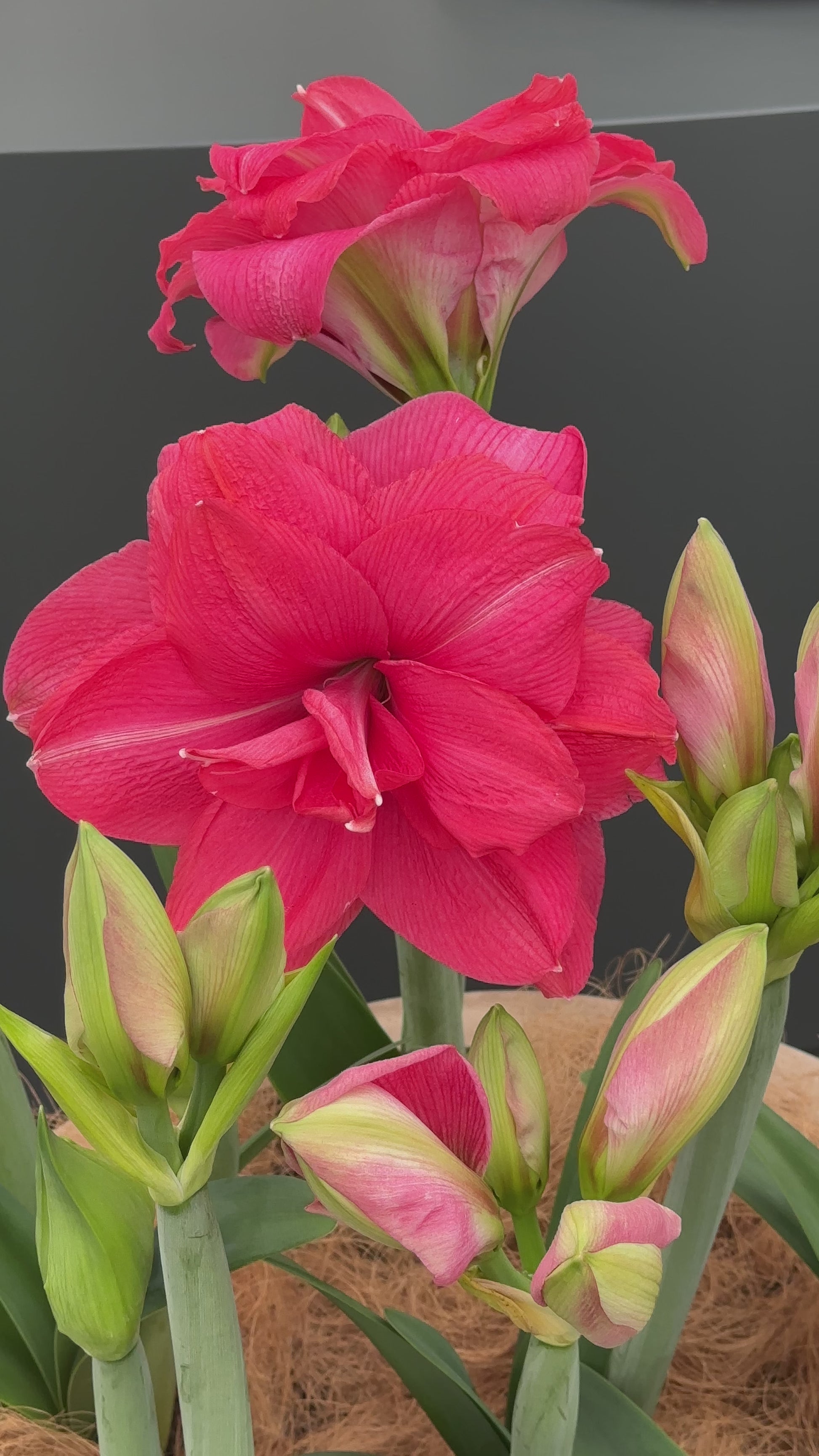 Amaryllis Candy Nymph