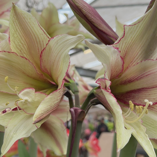Amaryllis Magic Green