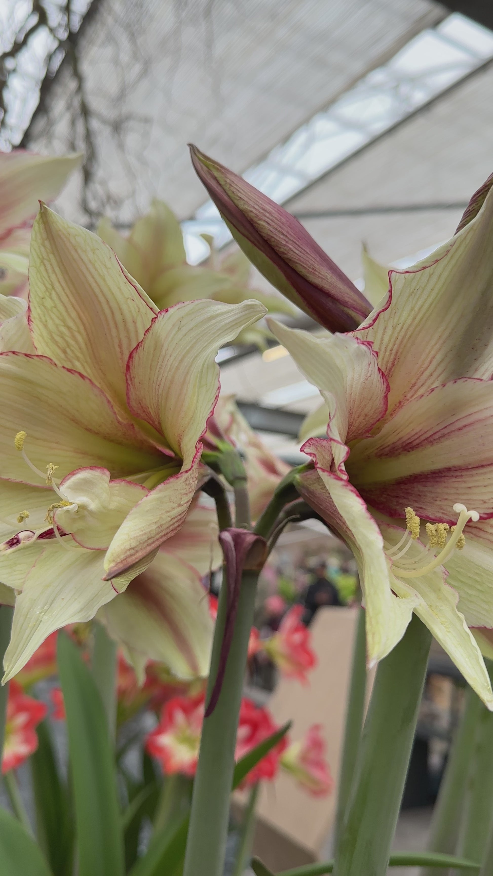 Amaryllis Magic Green