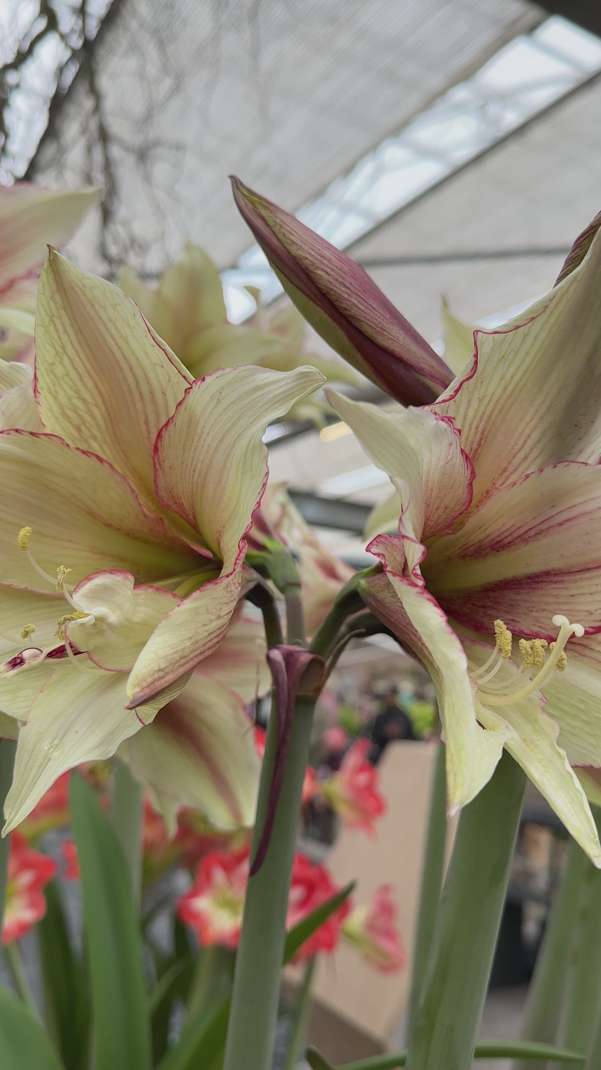 Amaryllis Magic Green