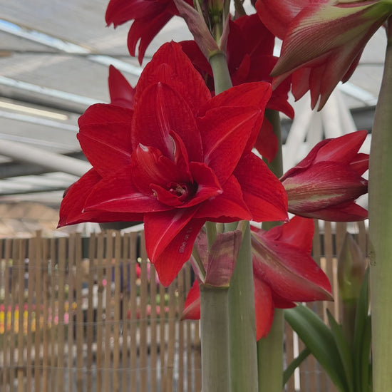 Amaryllis Double Delicious