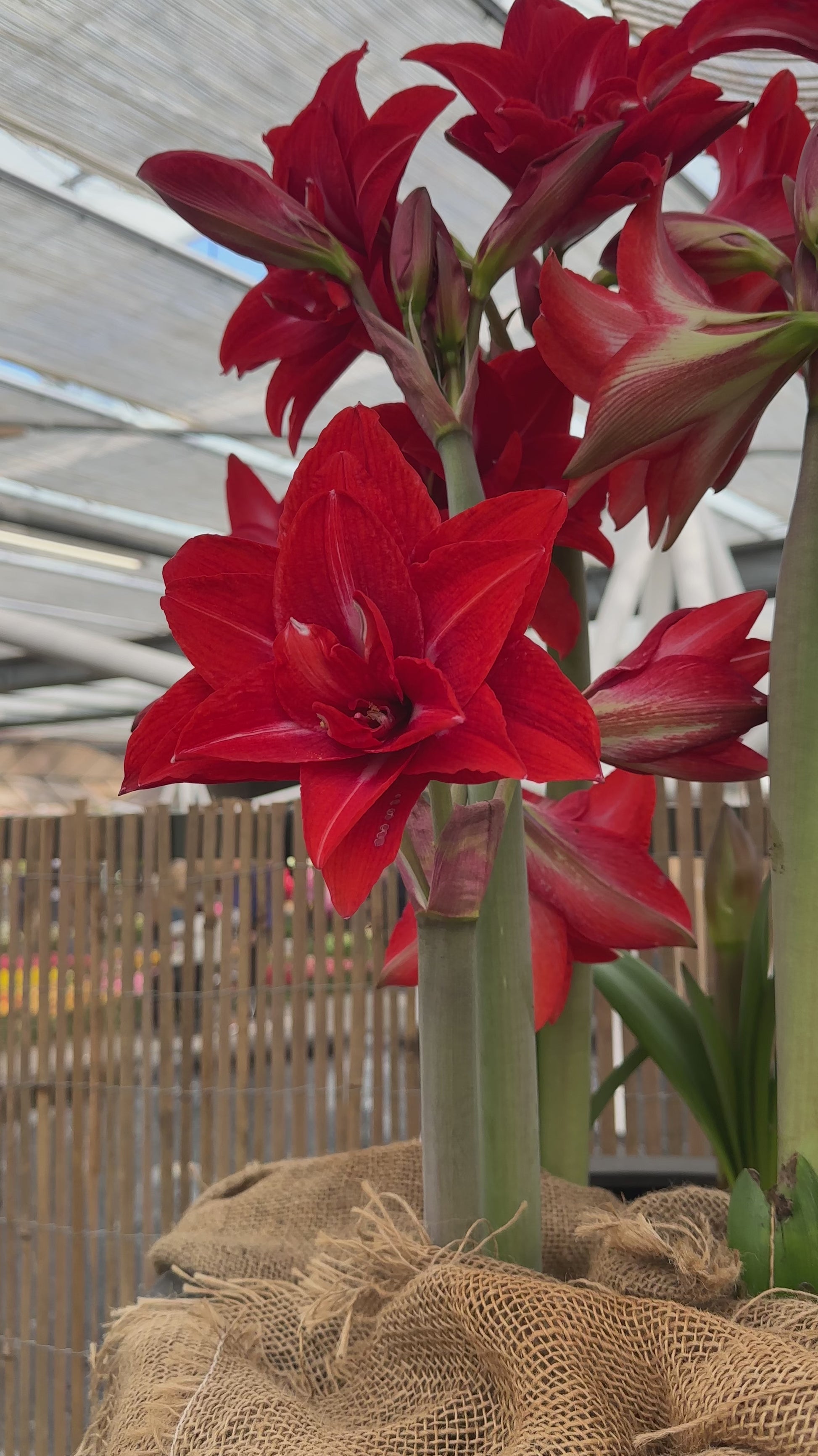 Amaryllis Double Delicious