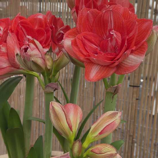 Amaryllis Double Shine