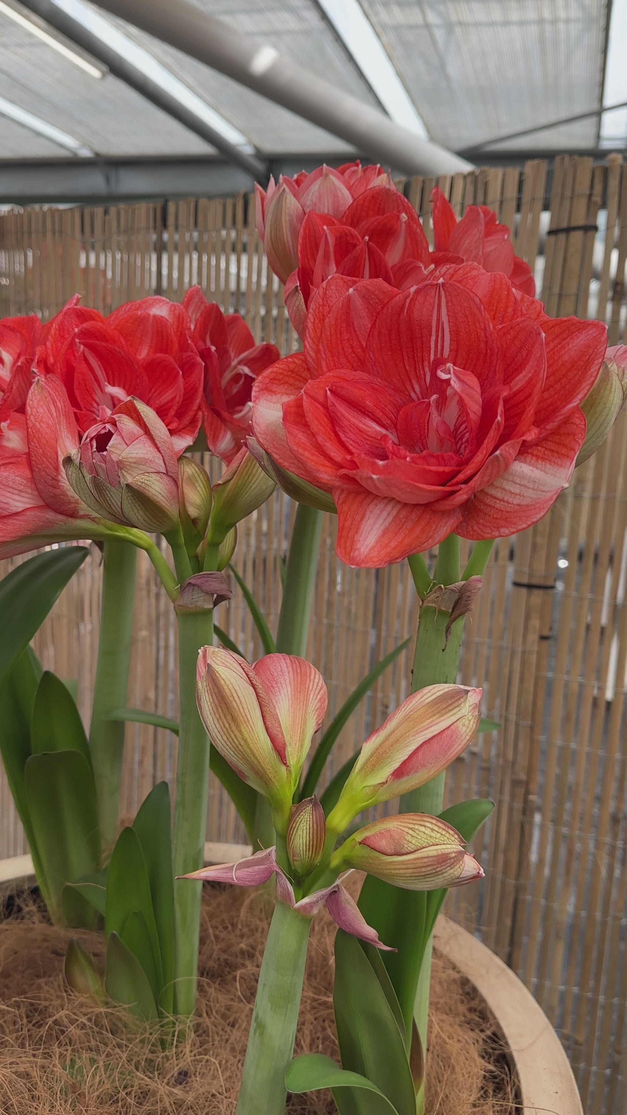 Amaryllis Double Shine