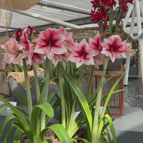 Amaryllis Temptation