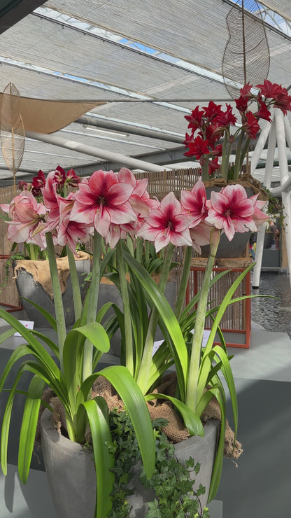 Amaryllis Temptation