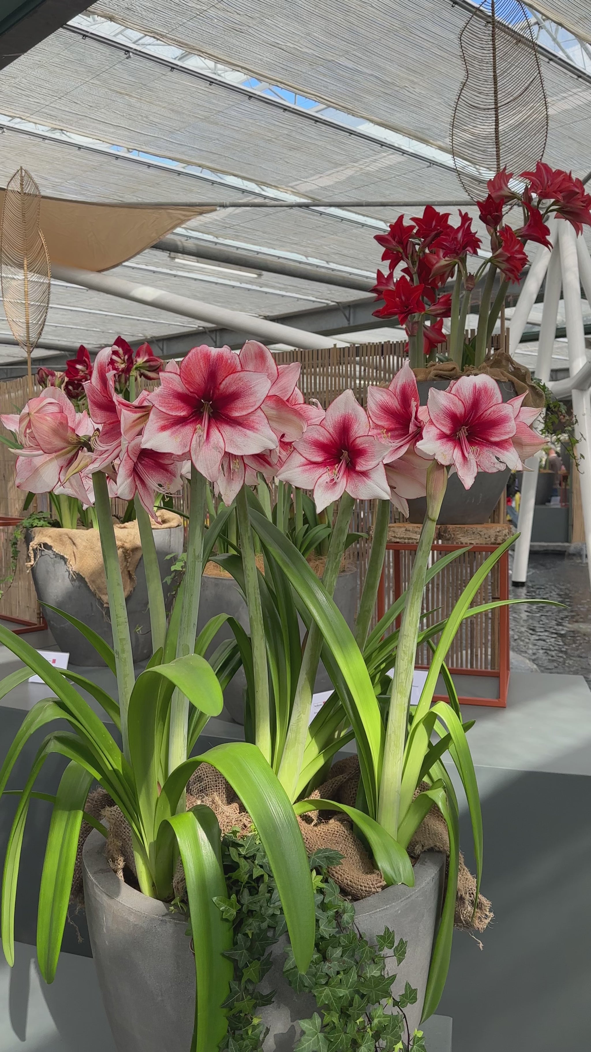 Amaryllis Temptation