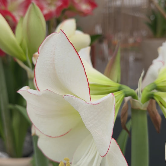 Amaryllis Picotee