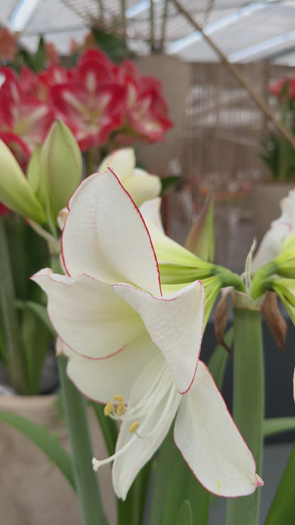 Amaryllis Picotee