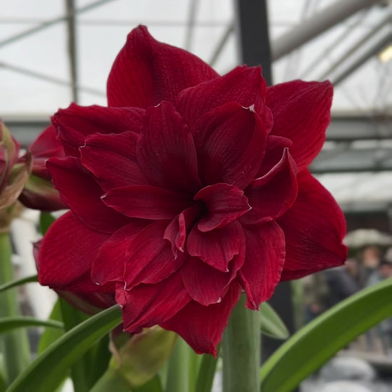 Amaryllis Scarlet Belle