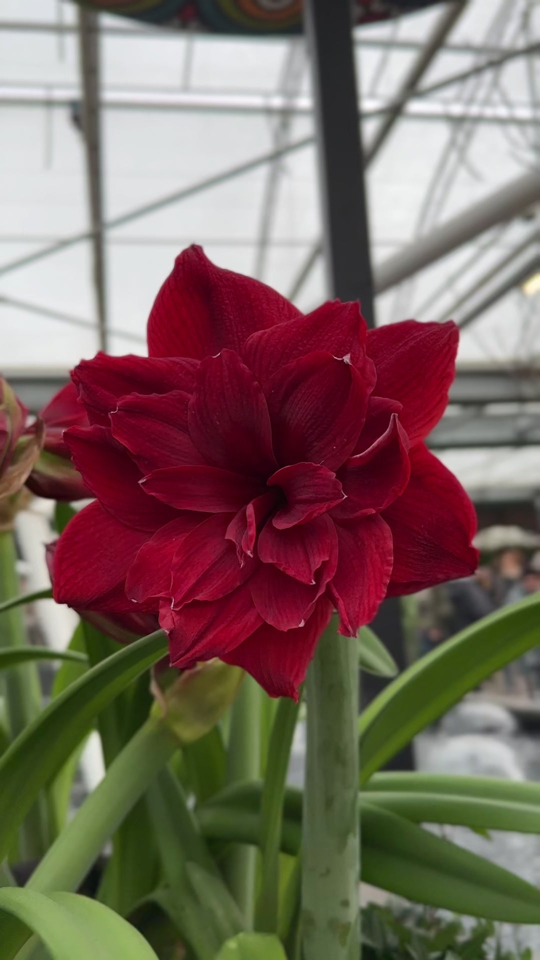 Amaryllis Scarlet Belle