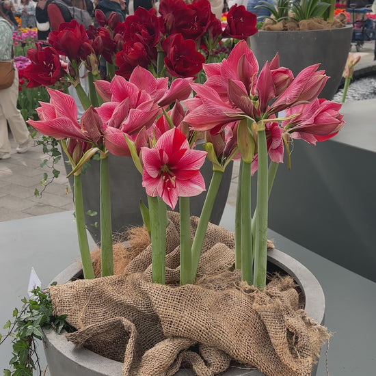 Amaryllis Gervase