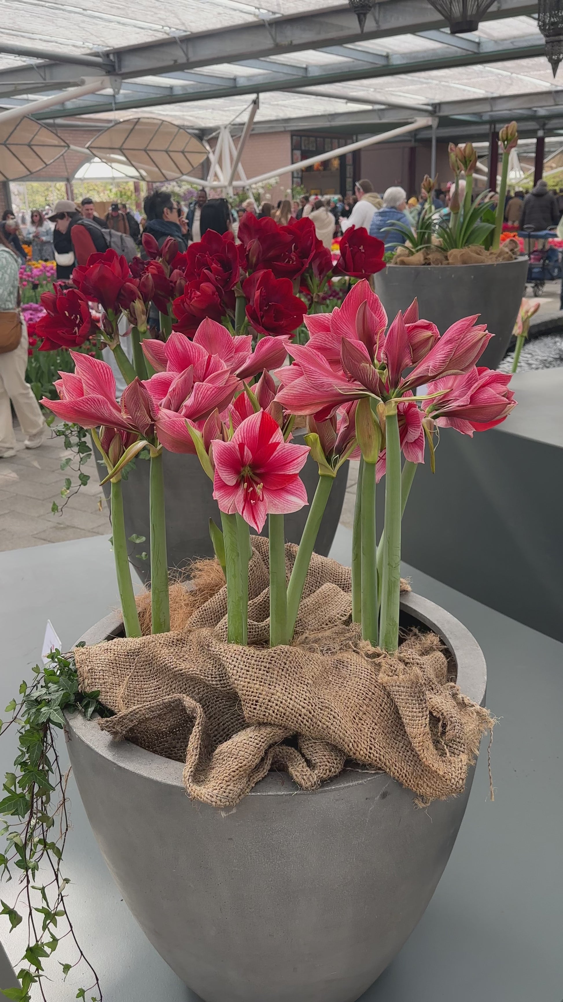 Amaryllis Gervase