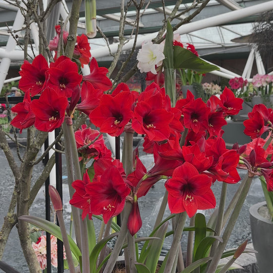 Amaryllis Rapido