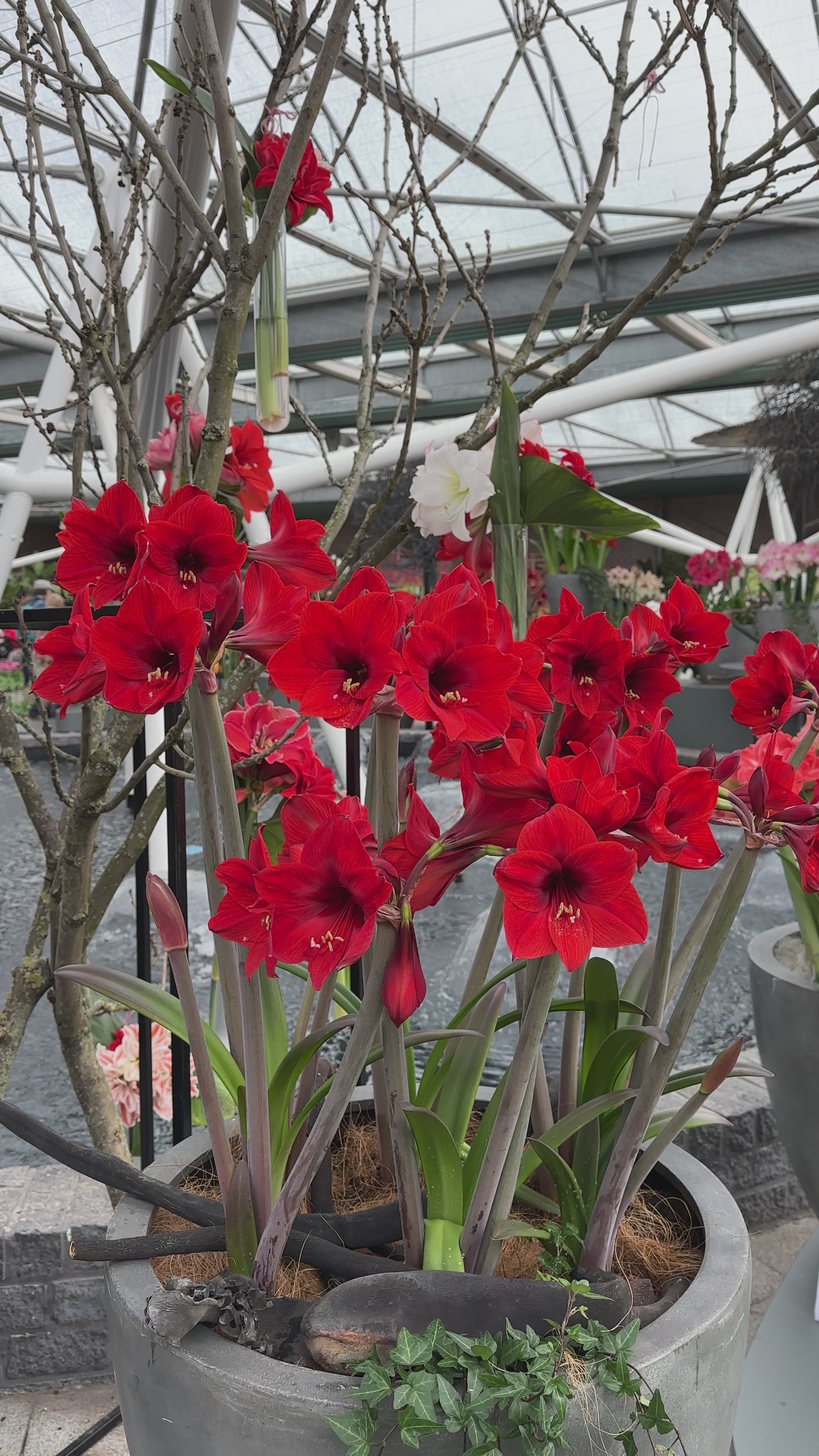 Amaryllis Rapido