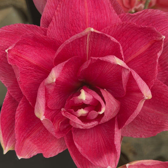 Amaryllis Double Dream