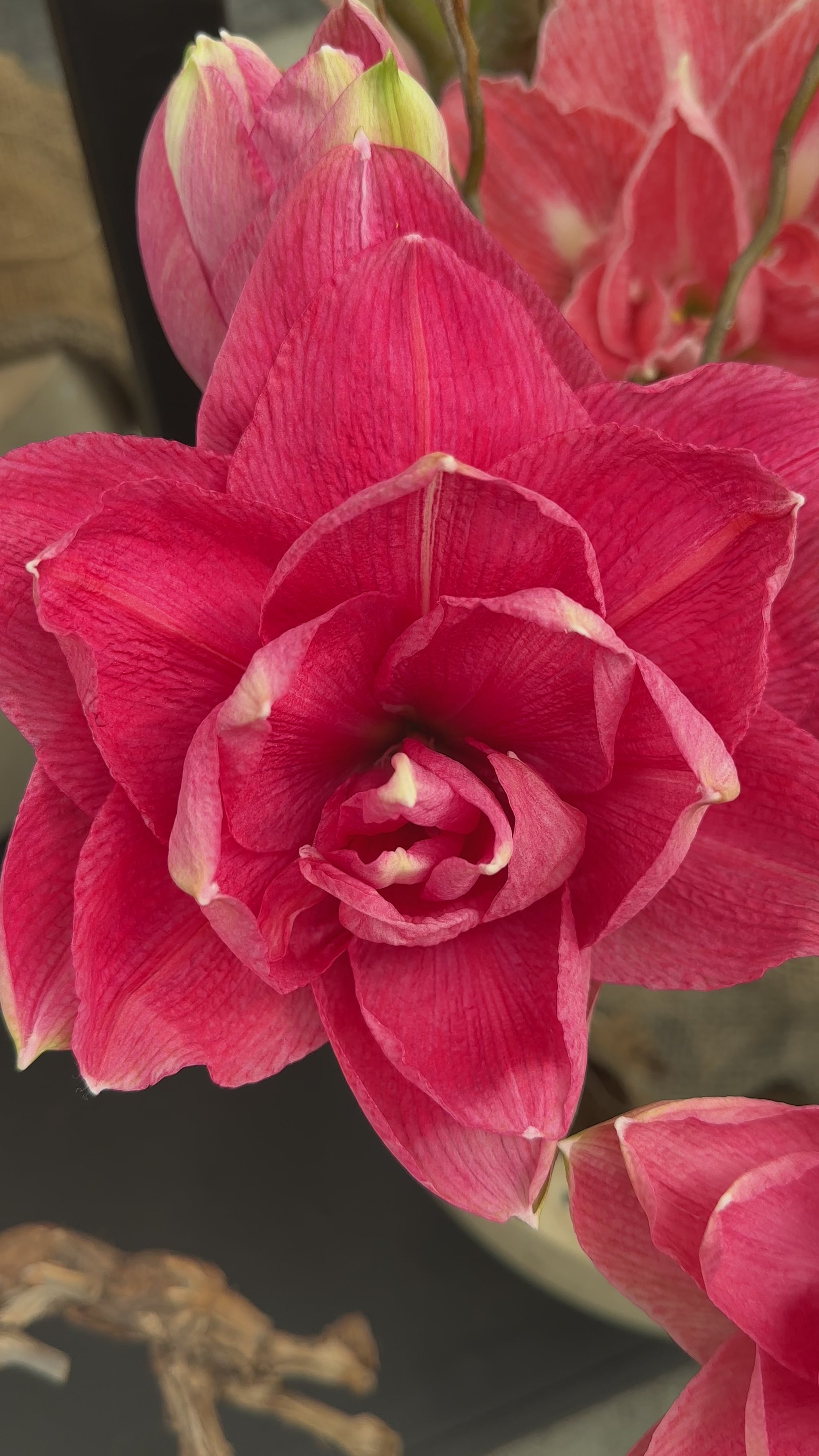 Amaryllis Double Dream