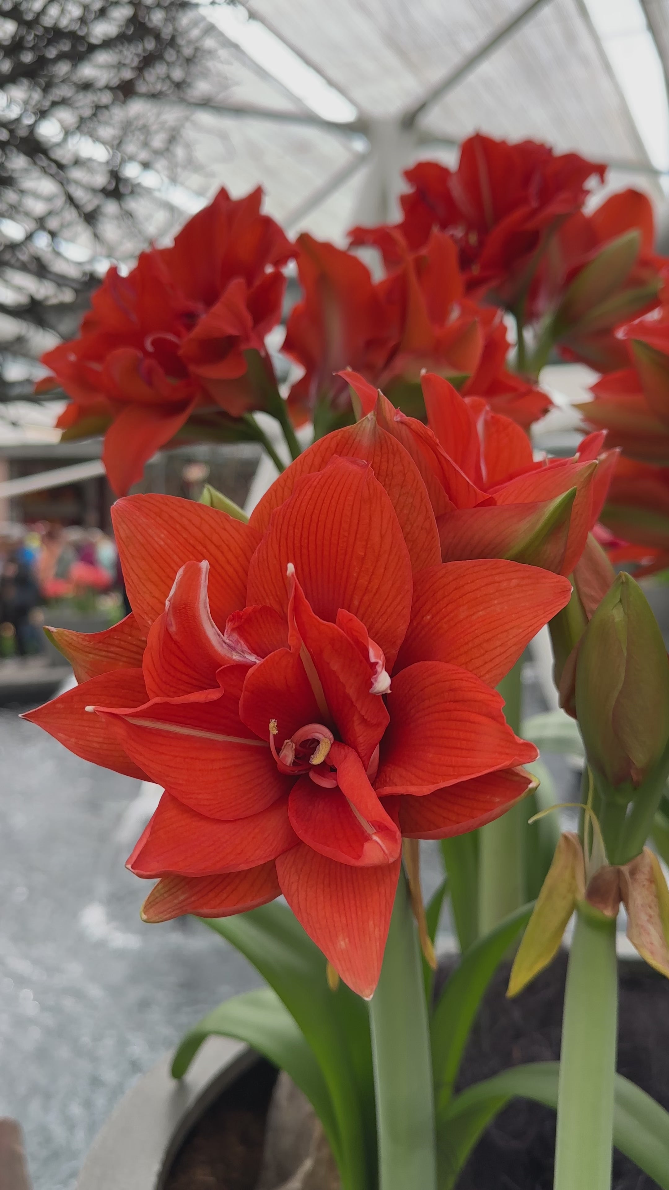 Amaryllisページ Amaryllis (Hippeastrum) Magic Green | 10 pcs - De Vroomen US