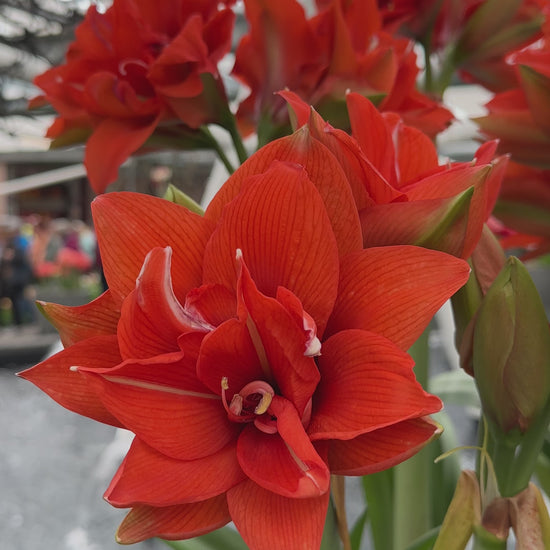 Amaryllis Celica