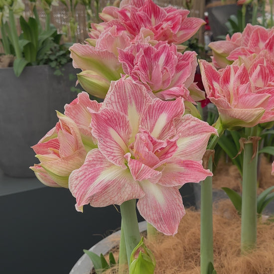 Amaryllis Pretty Nymph