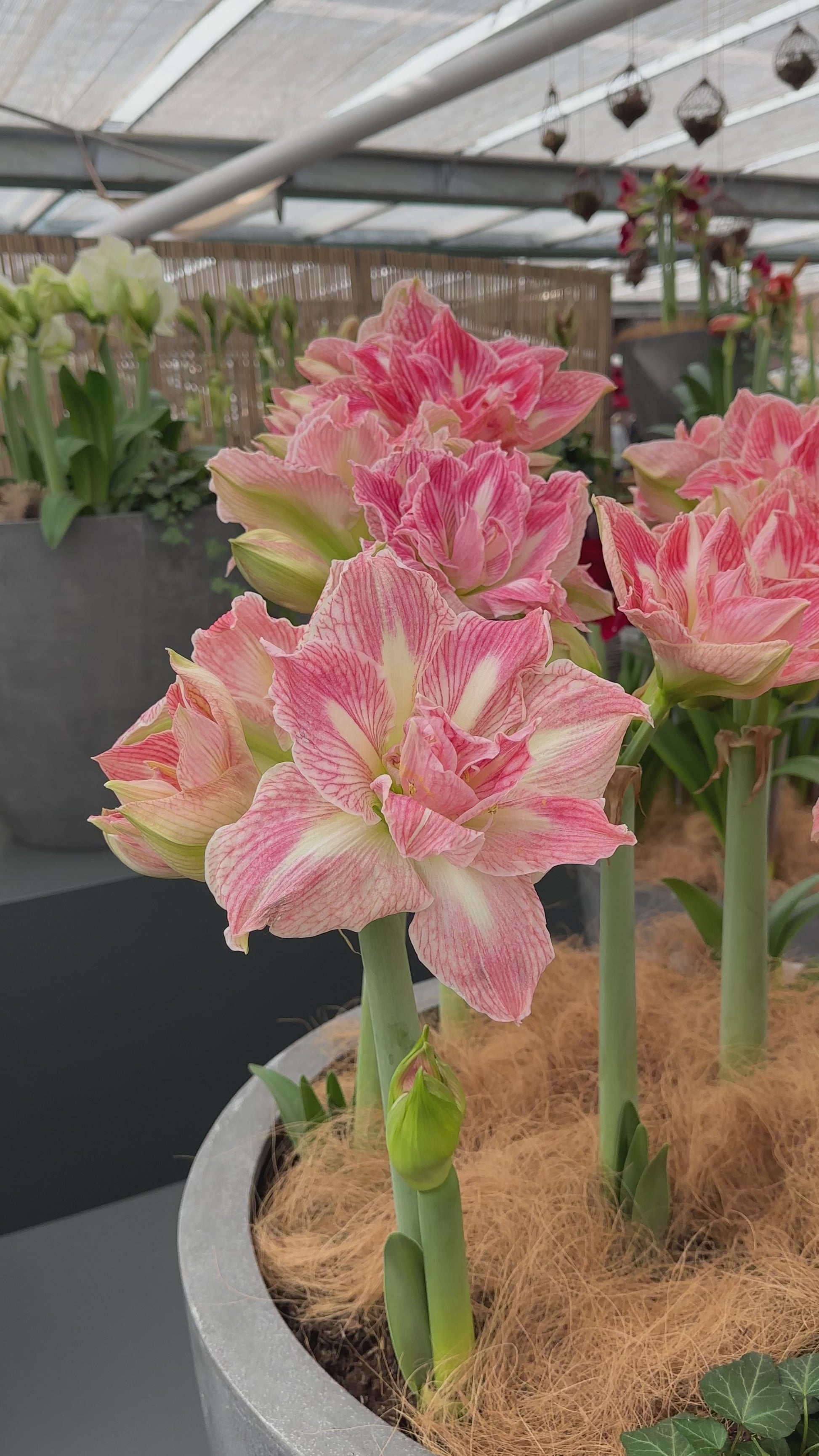Amaryllis Pretty Nymph