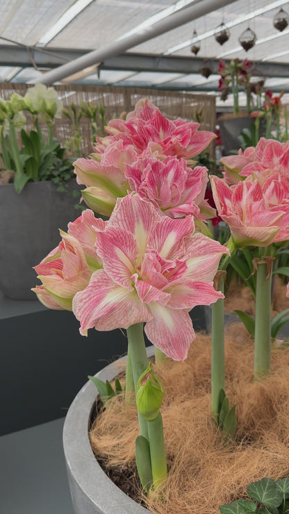 Amaryllis Pretty Nymph