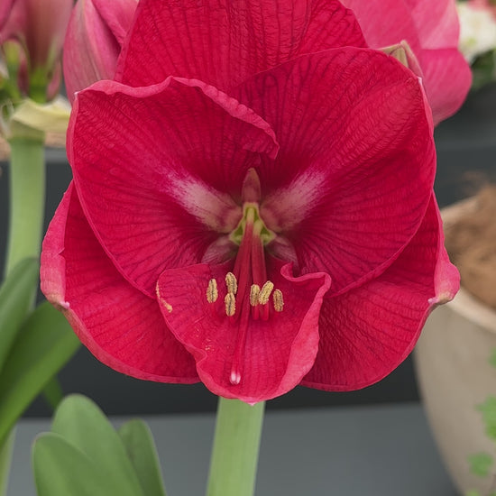 Amaryllis Pink Rival
