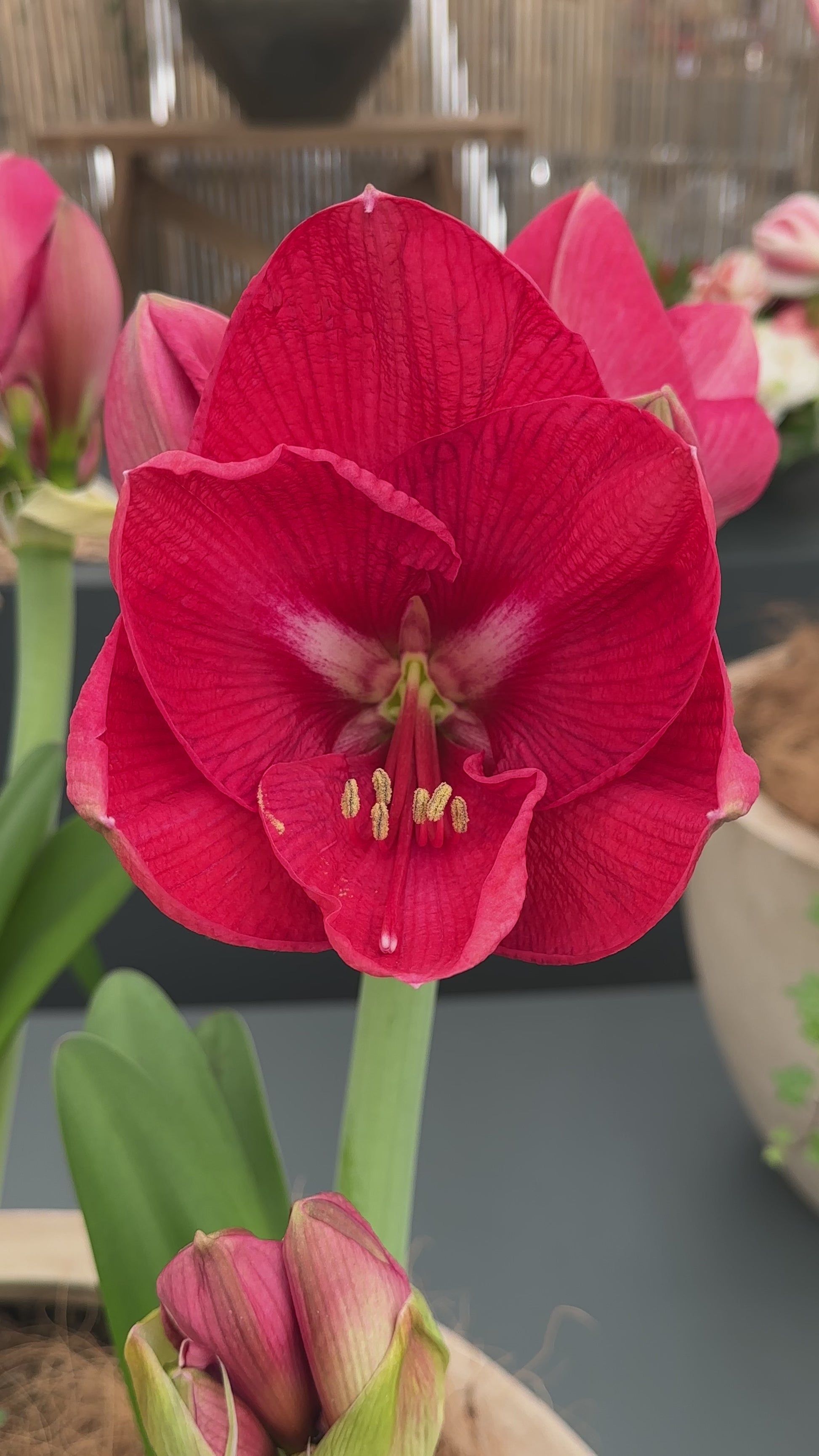 Amaryllis Pink Rival
