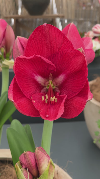 Amaryllis Pink Rival