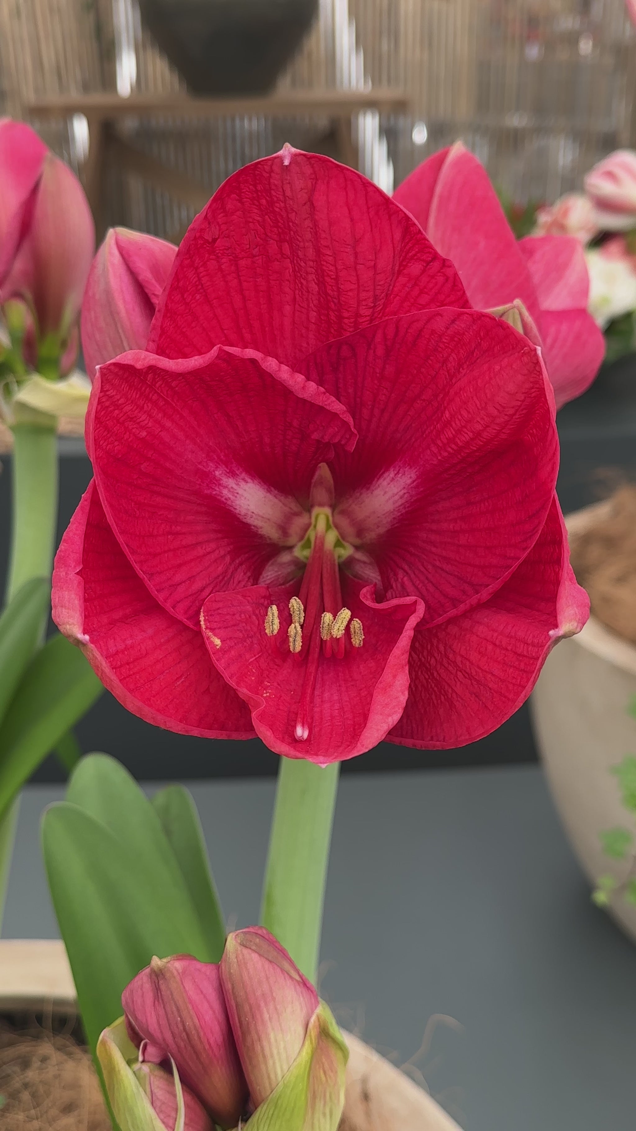 Amaryllis Pink Rival