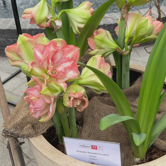 Amaryllis Beautiful Emotion