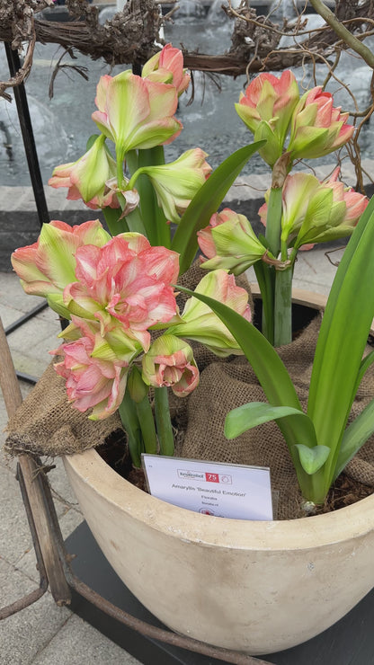 Amaryllis Beautiful Emotion