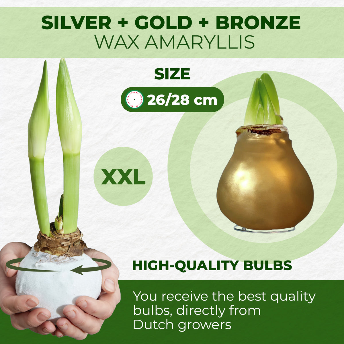 Wax Amaryllis Set Silver, Gold & Bronze – size & quality