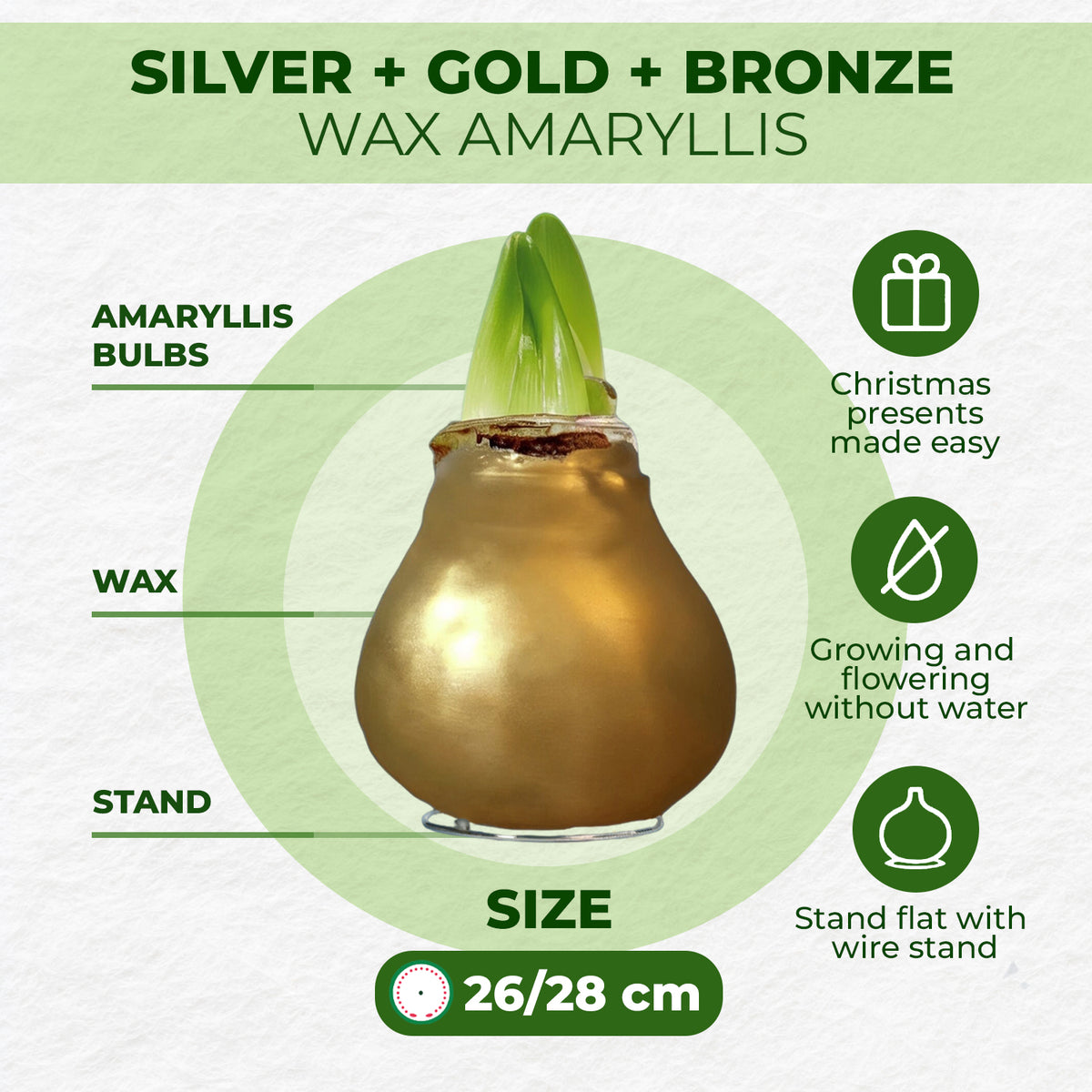 Wax Amaryllis Set Silver, Gold & Bronze – how it works