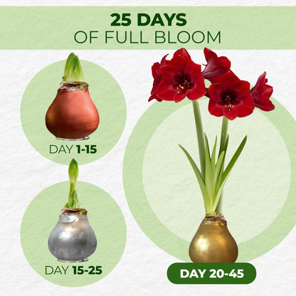 Wax Amaryllis Set Silver, Gold & Bronze – bloom timeline