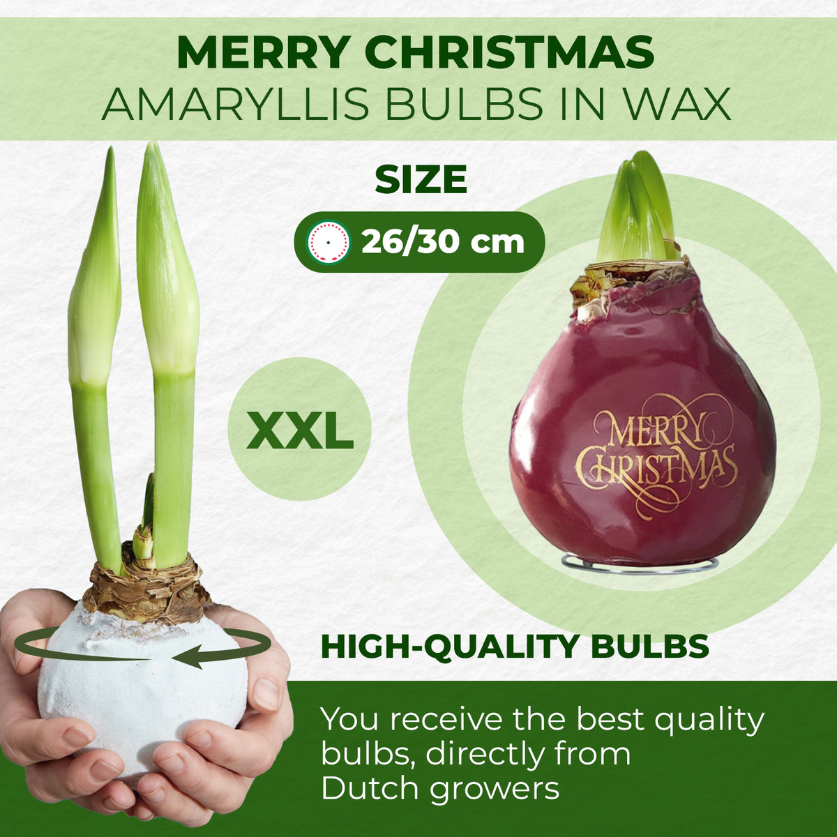 Wax Amaryllis Merry Christmas – size & quality