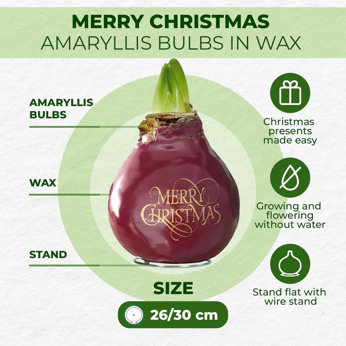 Wax Amaryllis Merry Christmas – how it works