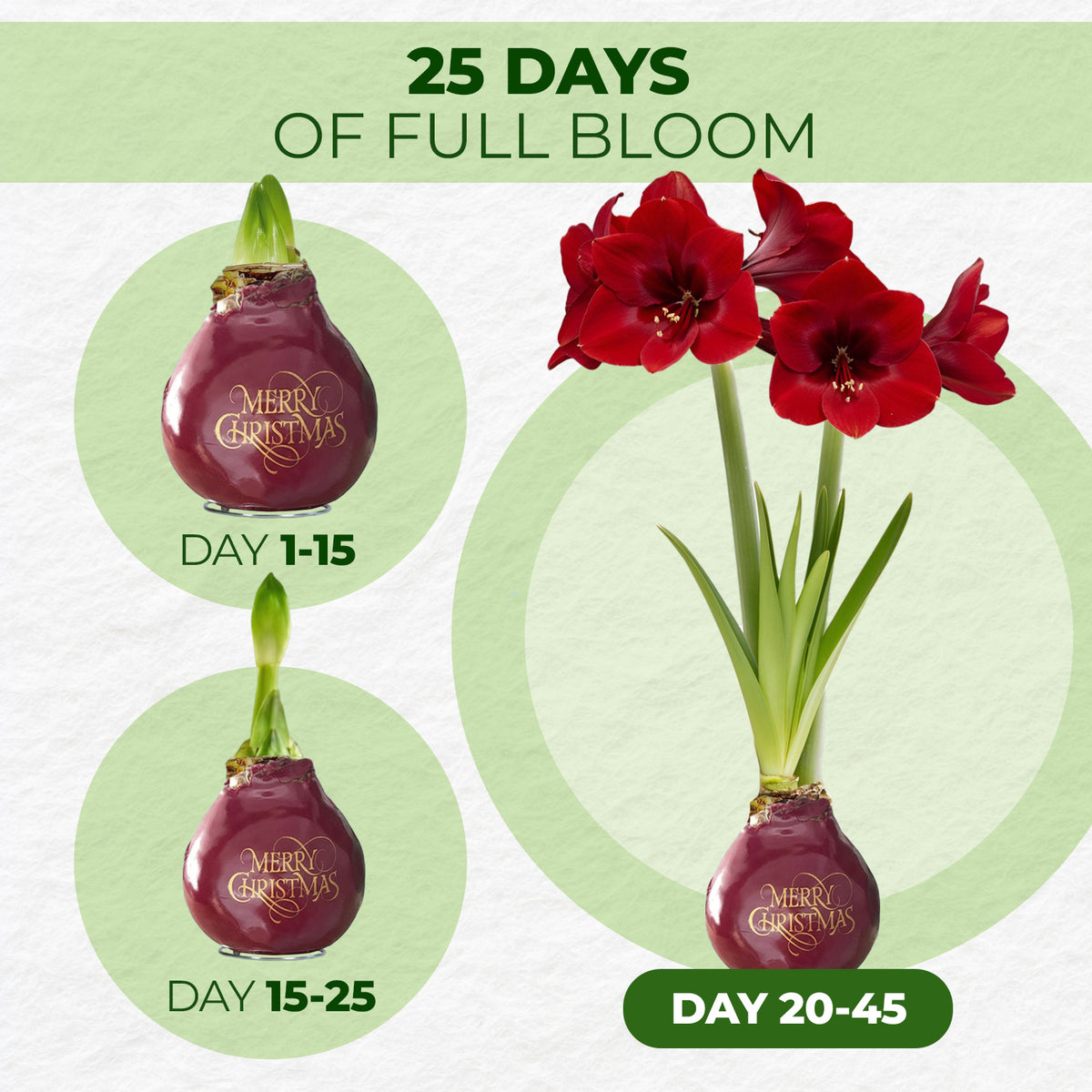 Wax Amaryllis Merry Christmas – bloom timeline