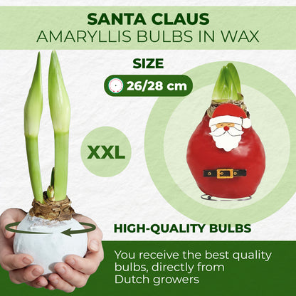 Wax Amaryllis Santa Claus – size & quality
