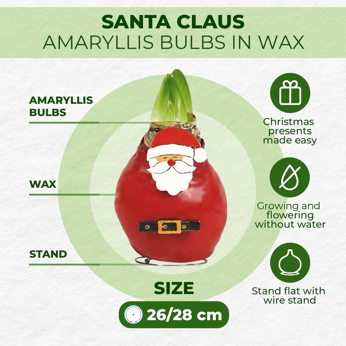 Wax Amaryllis Santa Claus – how it works