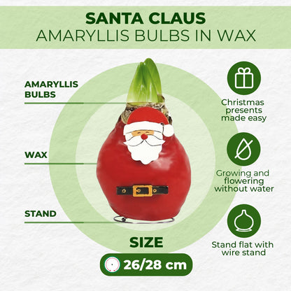 Wax Amaryllis Santa Claus – how it works