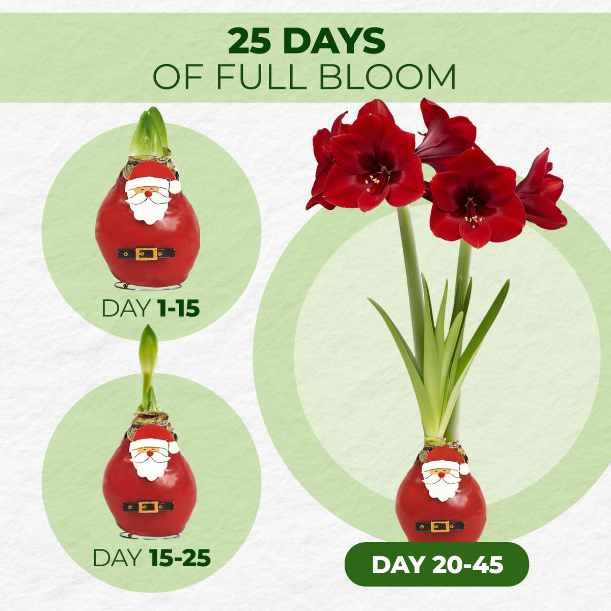 Wax Amaryllis Santa Claus – bloom timeline